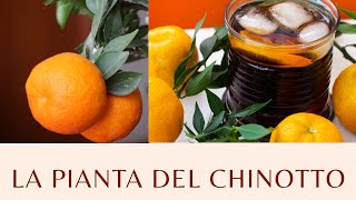 La pianta del Chinotto  Agrumi Lenzi [upl. by Retlaw]