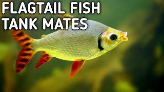 Flagtail  prochilodus  fish tank mates  American flag fish tank mates  Flagtail fish [upl. by Anawak887]