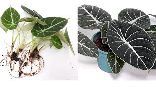 How to Propagate Alocasia Black Velvet  DIY Easy Hanging Planter Idea [upl. by Tifanie]