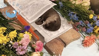 Otter Love Passed Away [upl. by Nylzzaj]