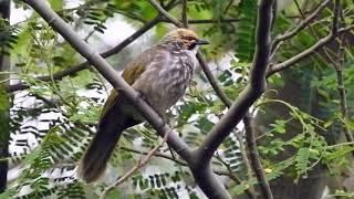 Strawheaded Bulbul Lovely Singing [upl. by Annoda]