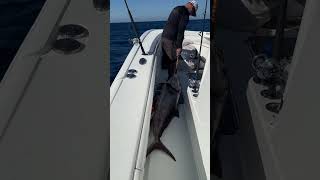 92lb Amberjack 🎣 [upl. by Learrsi]