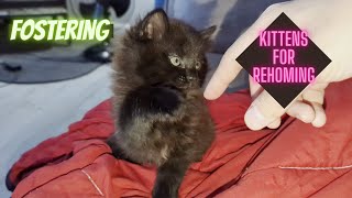 Fostering Young Kittens for Rehoming  Theyd love your attention [upl. by Ola125]