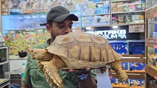 Tortoise Price in India at Karnataka Aquarium [upl. by Xymenes821]