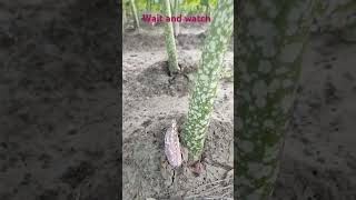 Second plant coming out of old elephant foot yam plant biharagriculture irrigation villagelife [upl. by Ellehsyt173]