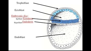 Formation of Embryonic disc  Bilaminar Germ disc [upl. by Iams]