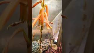 ALOE BREVIFLORA suculents suculentas plants [upl. by Westmoreland]