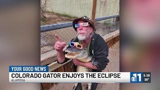 Gator with eclipse glasses in Colorado Yes in Colorado [upl. by Ojiram623]