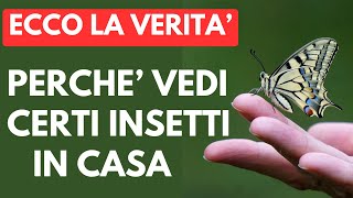 Cosa Dicono QUESTI Insetti Sul Tuo Ambiente [upl. by Nerraf]