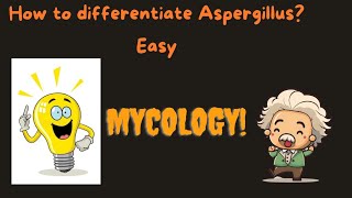 🍄How to differentiate Aspergillus ❓aiimspg inicet Neet pgMRB fmgeaspirant Fmgerecall [upl. by Bridges401]