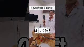 【動物病院目の検査‼️】犬犬のいる生活犬の病気 犬の病気予防 獣医師獣医療動物病院目の健康 シルマーティアテスト スリットランプ 眼圧検査 緑内障 shorts [upl. by Oilcareh279]