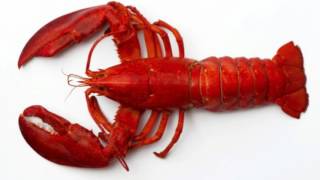 Lobster Facts Interesting Facts about Lobster Facts about Lobster [upl. by Aihgn]