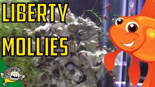 How to Breed The Liberty Molly  Species Spotlight Poecilia salvatoris  Liberty Mollies [upl. by Danais]