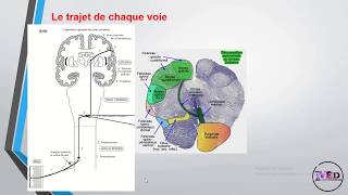 Physiologie de la somesthésie 1ère partie [upl. by Ardnasirhc]