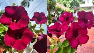 5 Variety Allamanda flowers  Allamanda Plant Types  Red Allamanda very rare color plant [upl. by Biebel]