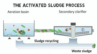 Activated sludge process and IFAS  Design rules  guideline [upl. by Fassold]