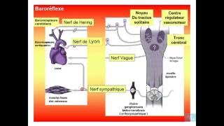 physiologie cardio vasculaire partie 13 [upl. by Eelir]