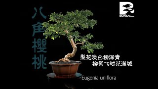 Eugenia Uniflora ｜ Surinam Cherry ｜ 八角樱桃 004 [upl. by Ernst]