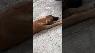 FUNNY DOGS 🐕 [upl. by Arek]