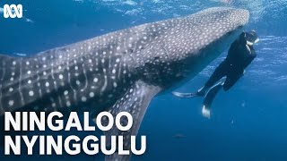 Swimming with whale sharks  Ningaloo Nyinggulu  ABC TV  iview [upl. by Solis]