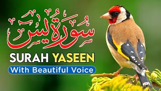 surah Yasin quran tilawat Episode 0101 Daily quran tilawat surah Yaseen surah Rahman surah [upl. by Micco]