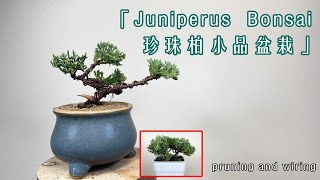 Juniperus Bonsai 珍珠柏小品盆栽 [upl. by Primavera]