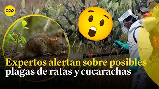 Expertos alertan sobre posibles plagas de ratas y cucarachas [upl. by Nivloc867]