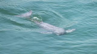 Live Critically endangered Yangtze finless porpoise family welcomes new member [upl. by Trace]