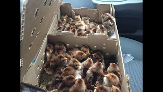 50 Welsummer Chicks Chicken Breeding Sources [upl. by Thistle]