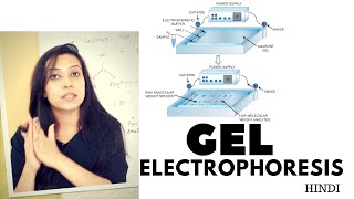 Gel Electrophoresis  Agarose Gel Electrophoresis Lab Procedure [upl. by Dougall296]