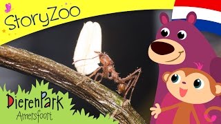 Episode 6 • StoryZoo op bezoek bij de mieren in Dierenpark Amersfoort [upl. by Nylzzaj]