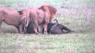 Buffalo Kill at Ngorongoro Crater [upl. by Lietman]