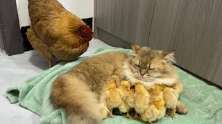 The hen suspects the kitten has stolen the chicksThe cat returned the chick to the henFunny cute🤣 [upl. by Derward]