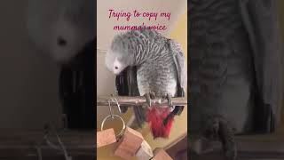 Trying to copy mummys voice shorts shortvideo trendingshorts youtubeshorts parrottalkies [upl. by Twila68]