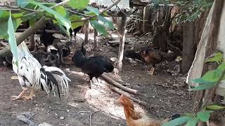 Pets are cared for and fed daily Pets and birds [upl. by Tloh]