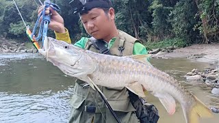 Fighting Fish Golden Mahseer at Pare River arunachalpradesh episode 235 [upl. by Siegler760]