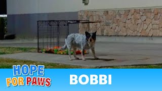 Abandoned dog in a truck stop appears after many hours of waiting [upl. by Cort]