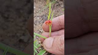 Allamanya nodiflora nature garden Flora Foraging Herb [upl. by Tim976]