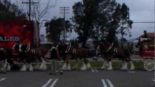 Budweiser Clydesdales on Marine Corps Base Camp Pendleton CA [upl. by Ala57]