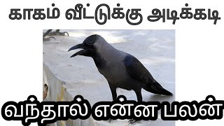 காகம் தலையில் கொத்தினால் 🤔 வீட்டுக்கு காகம் அடிக்கடி வந்தால் என்ன பலன் [upl. by Anegue]