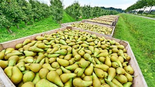 Awesome Pears Cultivation Technology  Pears Farming and Harvest  Pears Processing [upl. by Jasisa357]