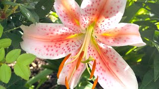 Lily tour lilies around my garden how to grow and care for a variety of lilies [upl. by Desdemona]