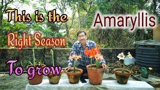 This is the Best time to Grow Amaryllis Bulbs [upl. by Aguie]