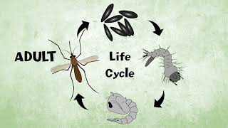 Let’s Learn About the Mosquito Life Cycle [upl. by Noimad]