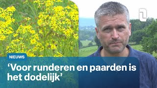 Zorgen onder boeren om Jacobskruiskruid 😟🐄  L1Nieuws [upl. by Thormora99]