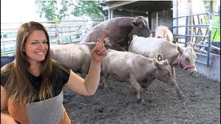 Bull Goes Right to Work Breeding Back a Cow Heat Cycles and Mating Behavior [upl. by Lustick]