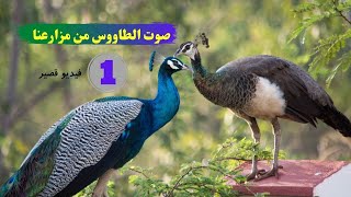 صوت الطاووس من مزارعنا quotفيديو قصيرquot  Peacock Sounds  Noises [upl. by Fowler2]