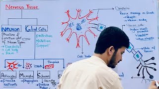 Structure of neuron class 12 in Pashto Glial cells Axon Cell Body Dendrites MDCAT Biology [upl. by Akcimehs]