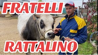 AzFratelli RATTALINO linea VACCA VITELLO INGRASSO MACELLERIA CHIERI TO☎️ 389 592 8715 [upl. by Cristoforo]