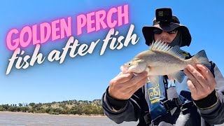 YellowbellyGolden Perch Fishing  fish after fish [upl. by North875]